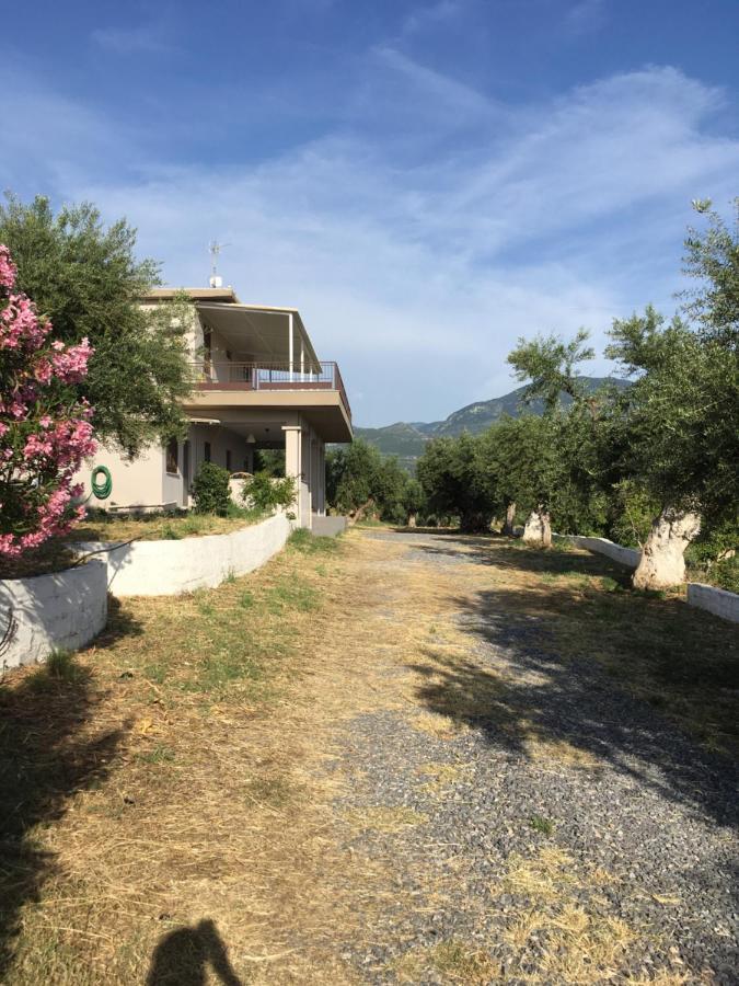 My Olive Tree House *